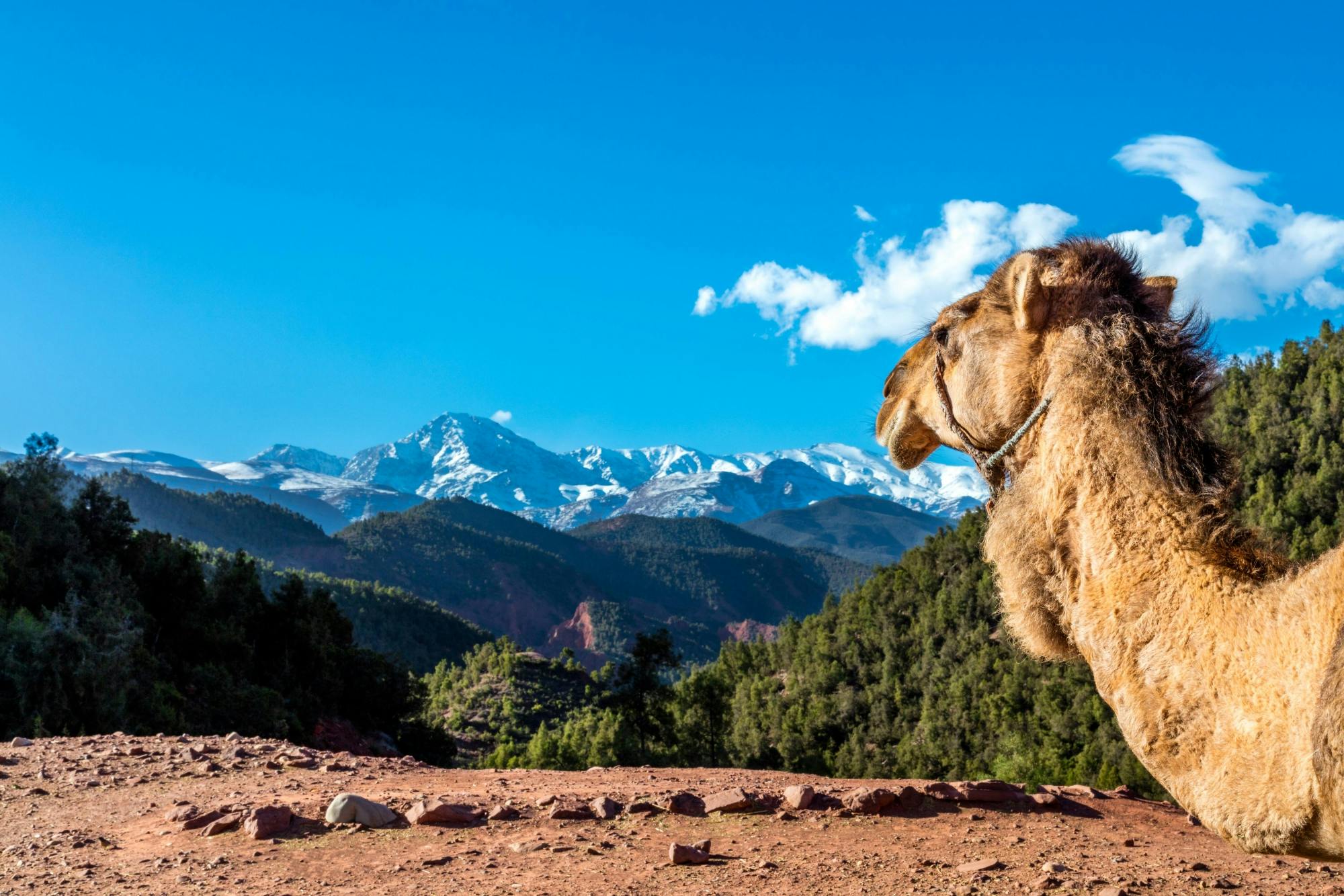 High Atlas Mountains Private 4x4 Tour with Lunch
