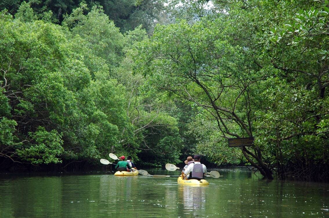 Tour di un'intera giornata in kayak delle mangrovie e delle grotte di Bor Thor