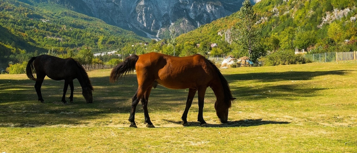 Day trip from Shkodër with guided walking tour of Theth | musement