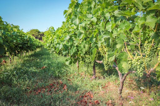 Skiathos Wine Tasting Tour