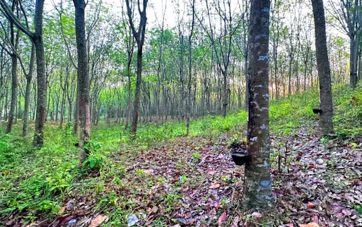 Afternoon Tour of Krabi and Local Life