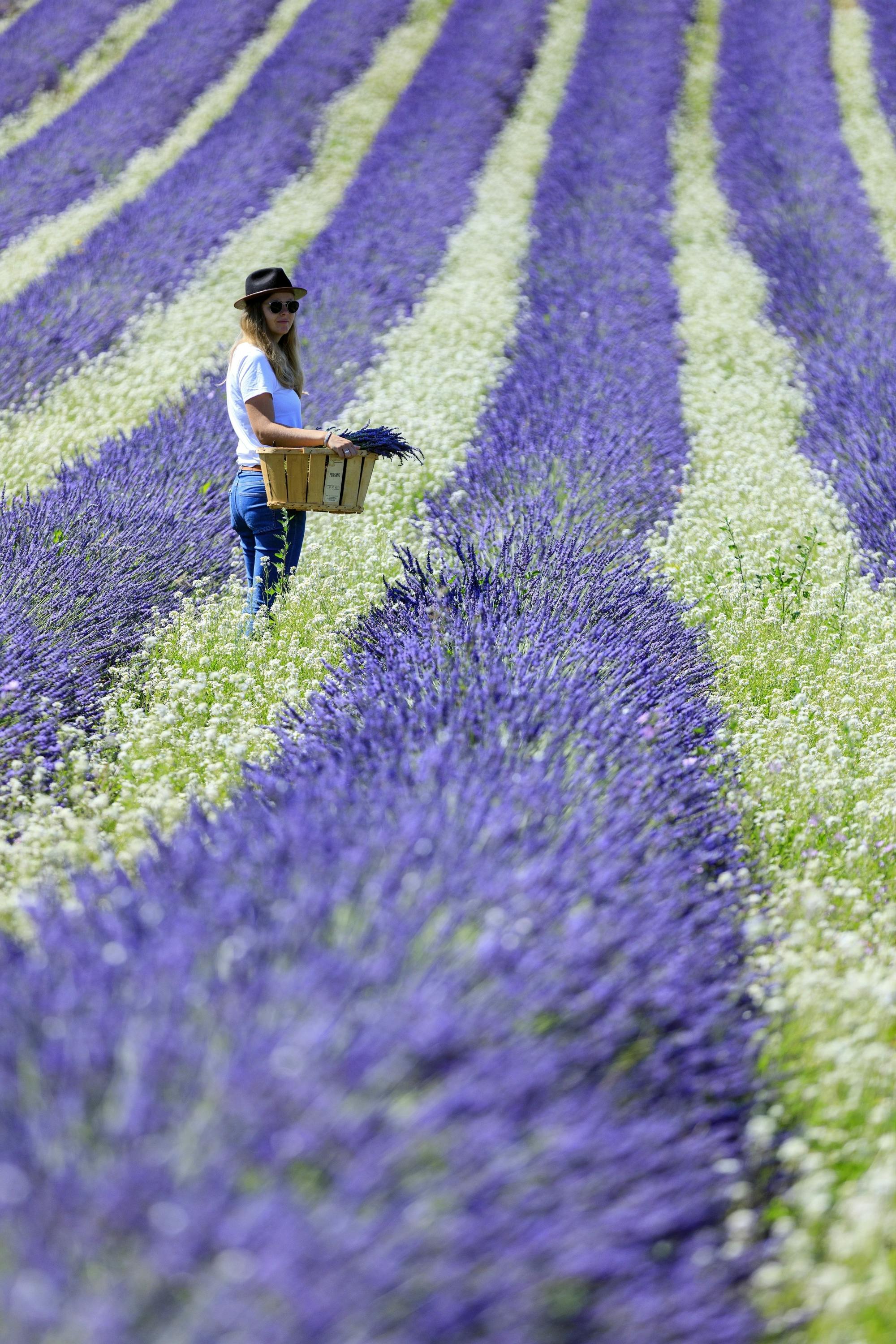Bezoek aan een lavendelveld in Aix-en-Provence