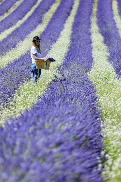 Visit of a lavender field in AixenProvence musement