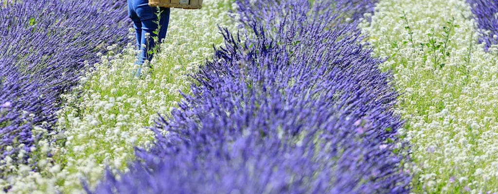 Bezoek aan een lavendelveld in Aix-en-Provence