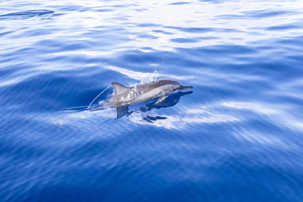 Cruzeiro de observação de golfinhos nas Maurícias e entrada nos Parques Naturais de Casela