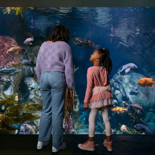 Billet Billets Pour L'Aquarium Du Pacifique - 1