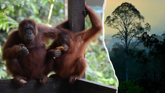 Visite de la faune de Semenggoh et de la maison longue d'Annah Rais Bidayuh