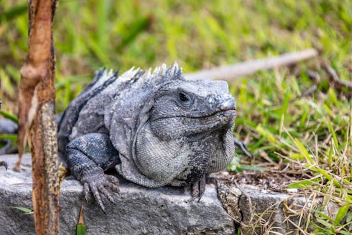 Tulum Tour & Native Park Experience