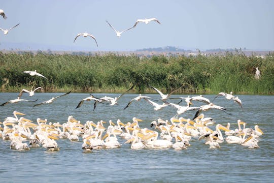 Wycieczka po mokradłach w Ecopark Vaya z rejsem po zatoce Foros