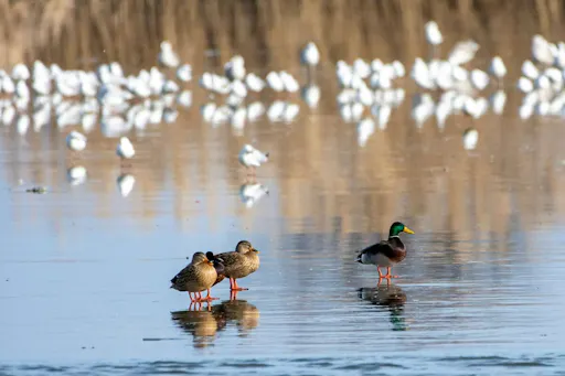 Wetland Discovery Tour at Ecopark Vaya with Foros Bay Cruise