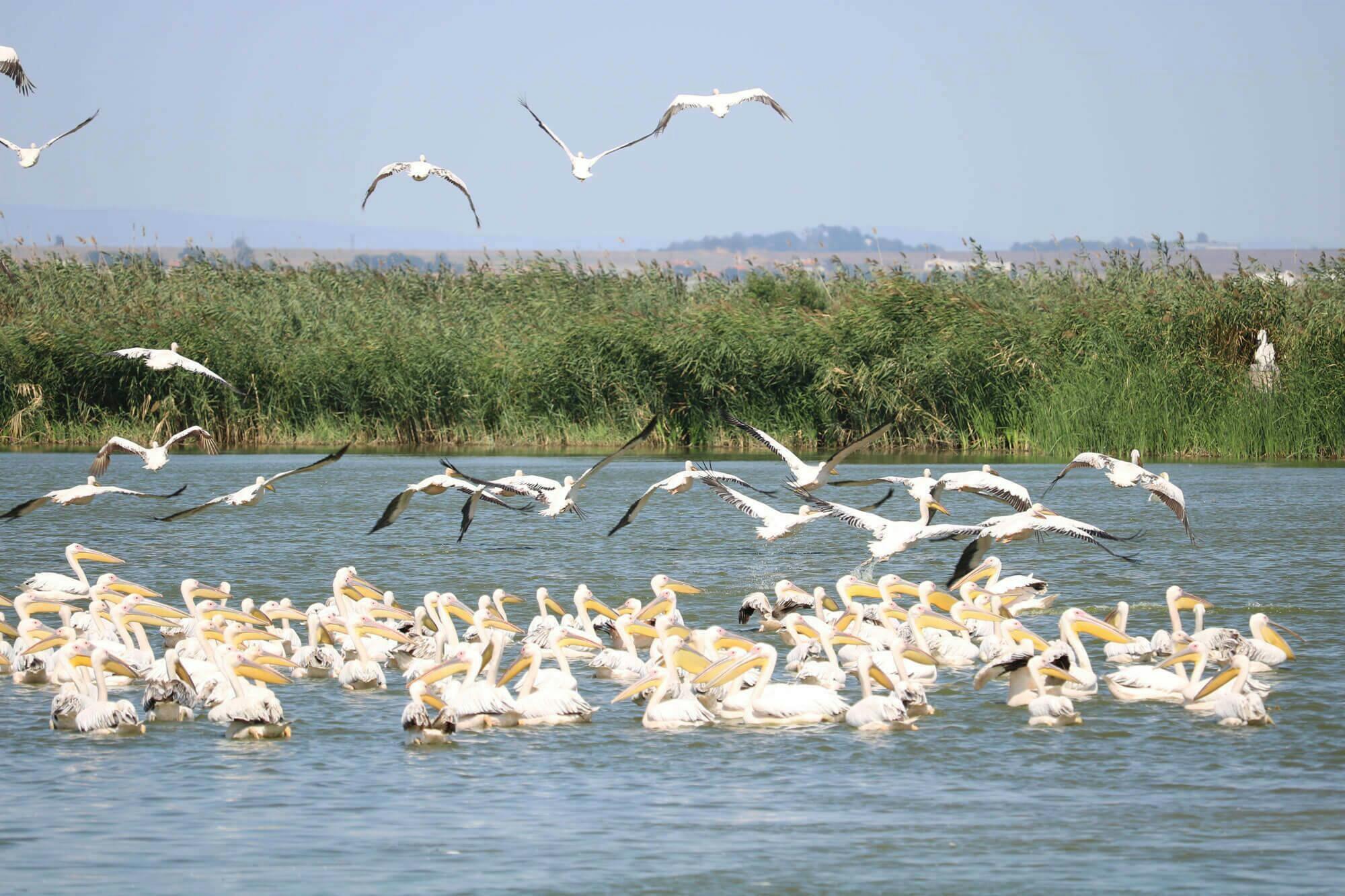 Excursión para descubrir los humedales en el Ecoparque Vaya con crucero por la bahía de Foros