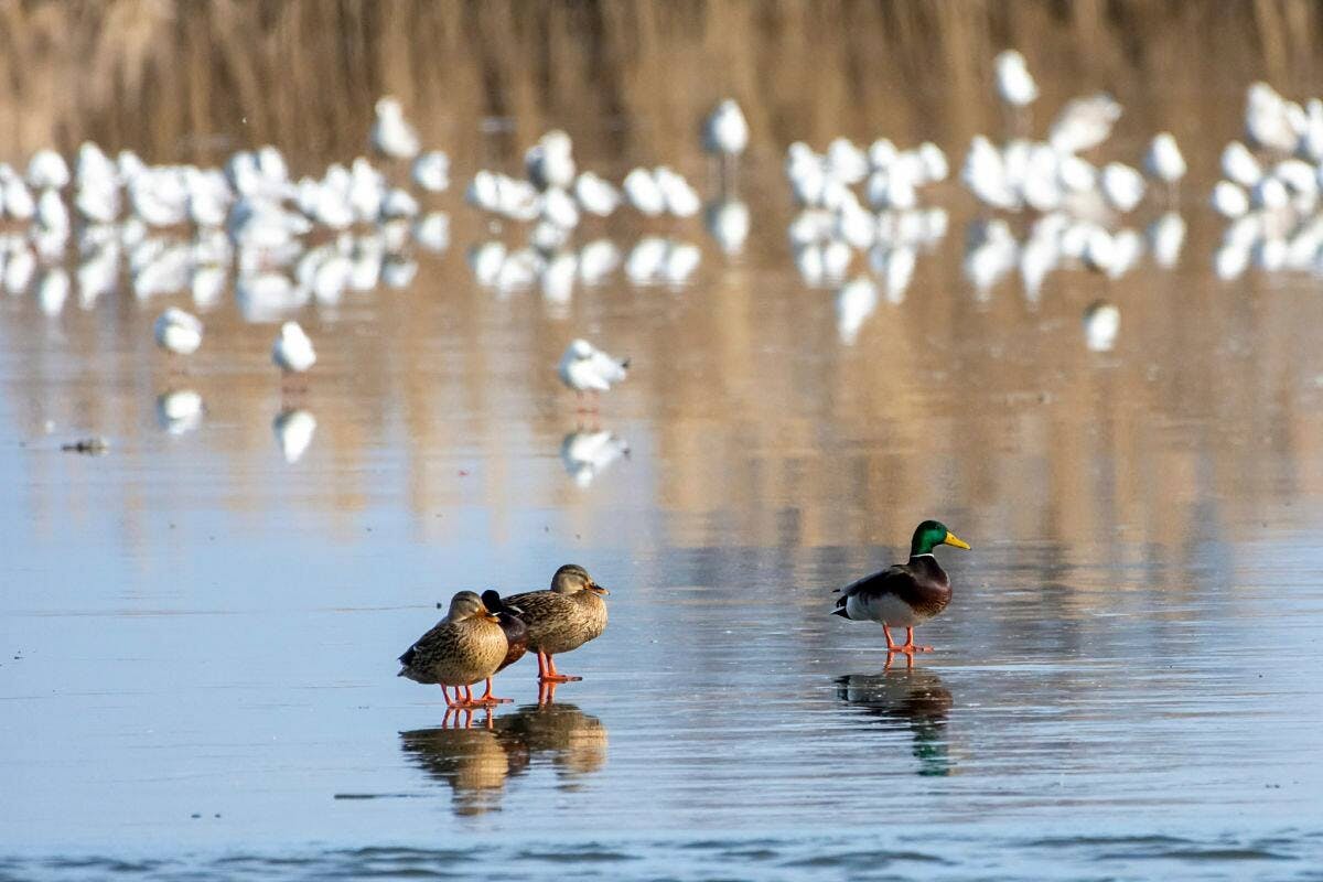 Wetland Discovery Tour at Ecopark Vaya with Foros Bay Cruise