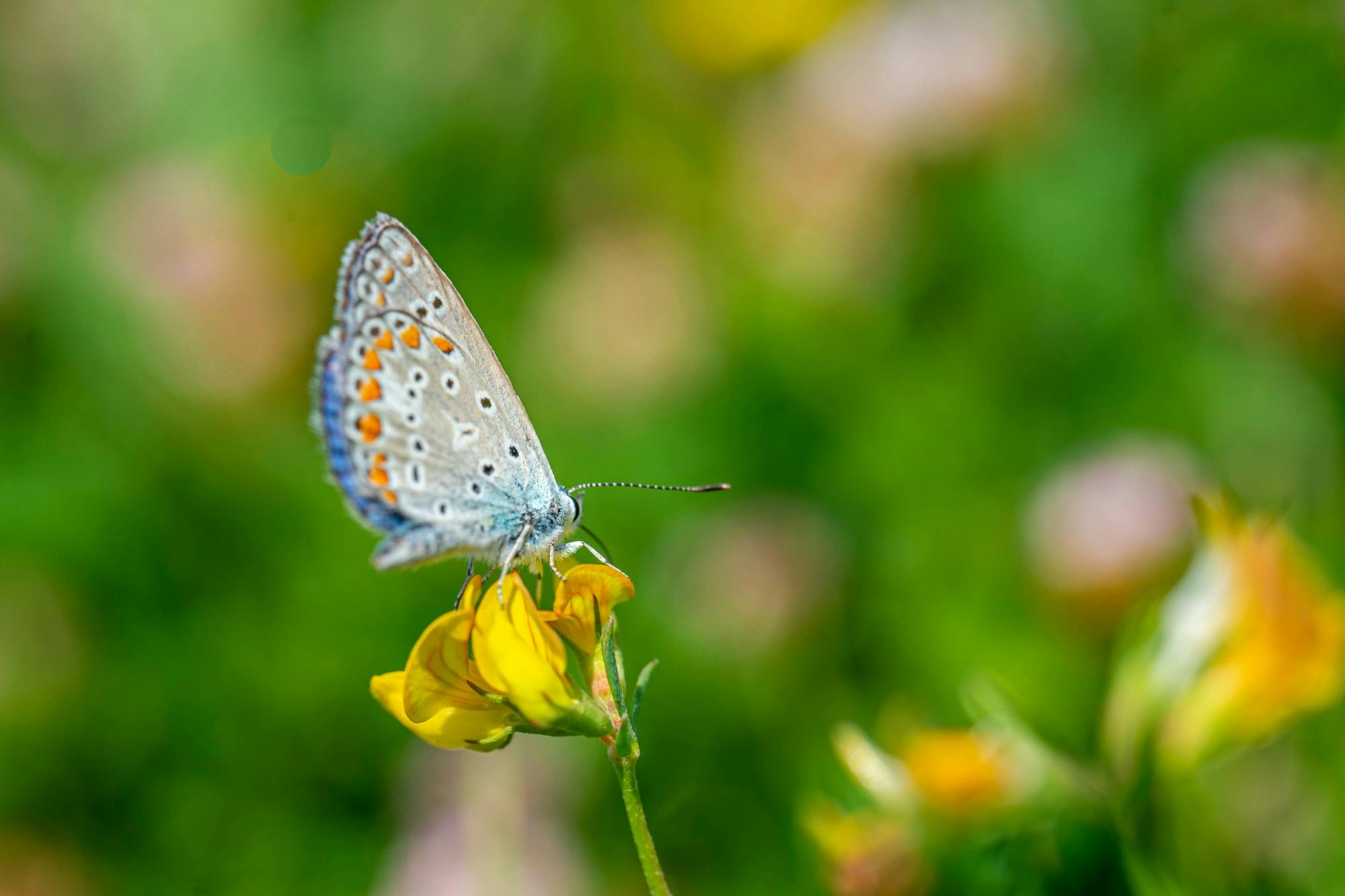 Wetland Discovery Tour at Ecopark Vaya with Foros Bay Cruise
