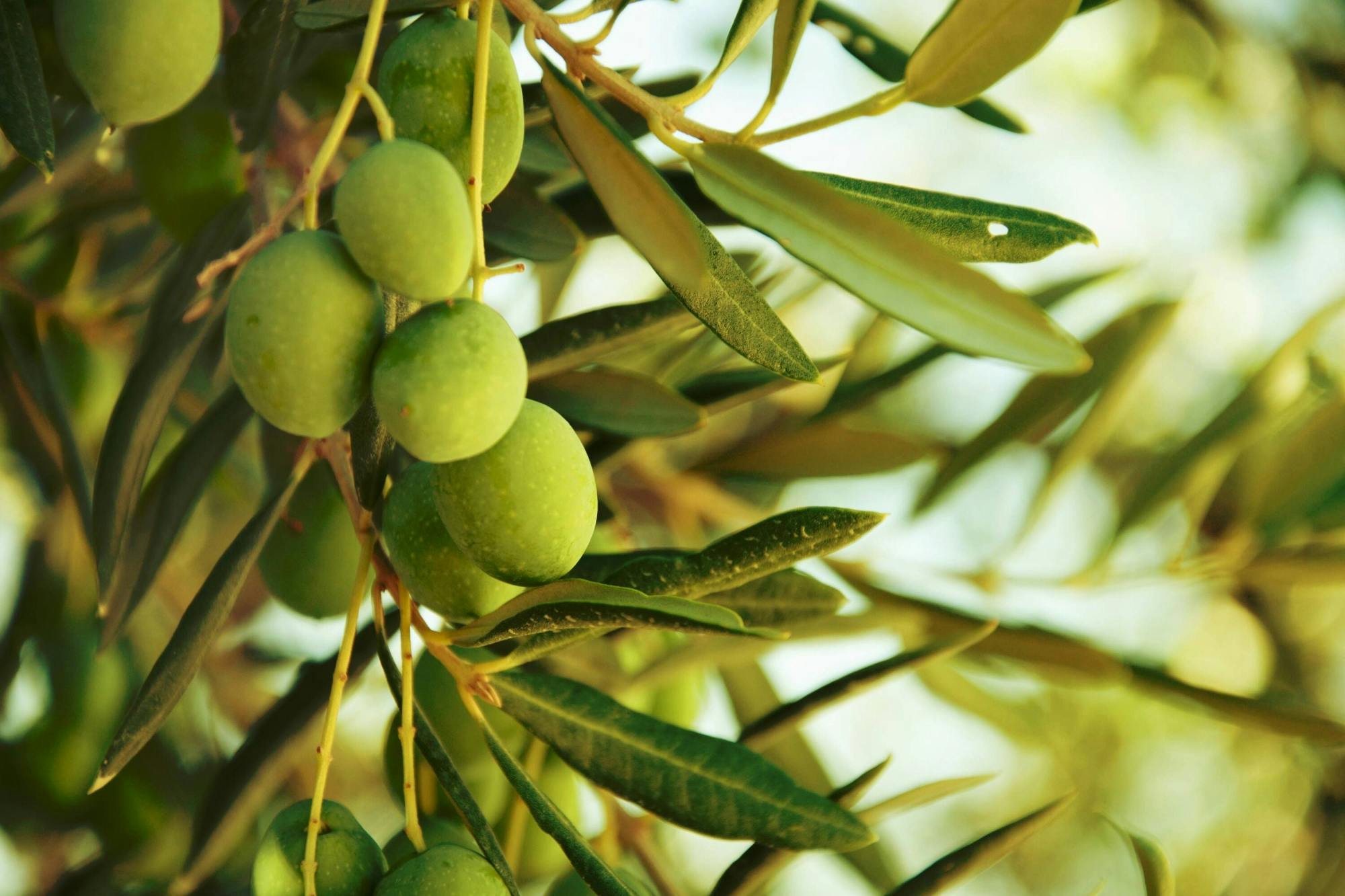 Androusa Castle & Olive Tour