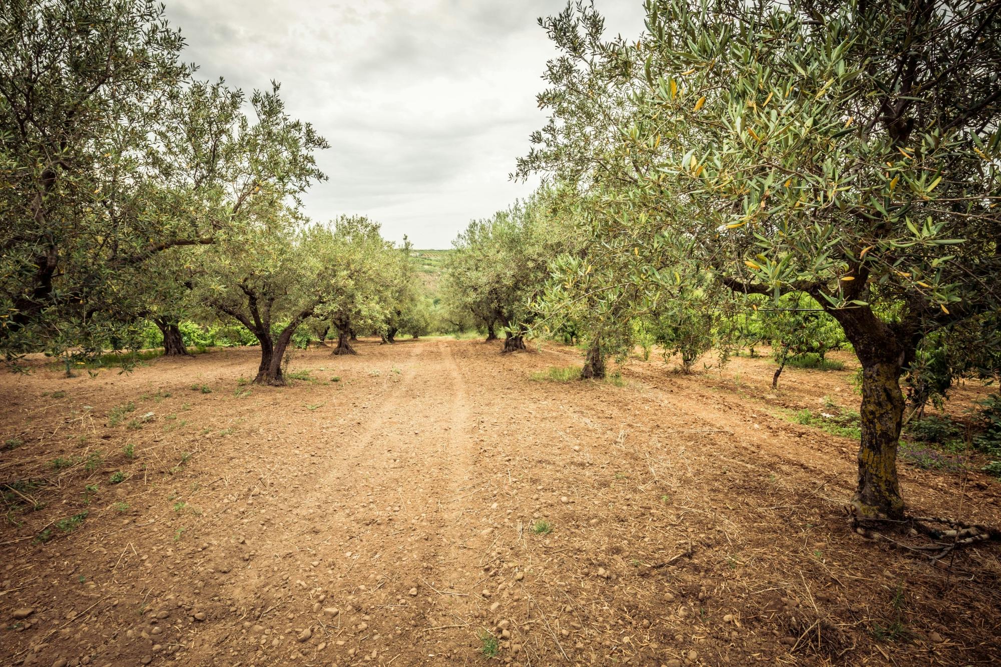 Androusa Castle & Olive Tour