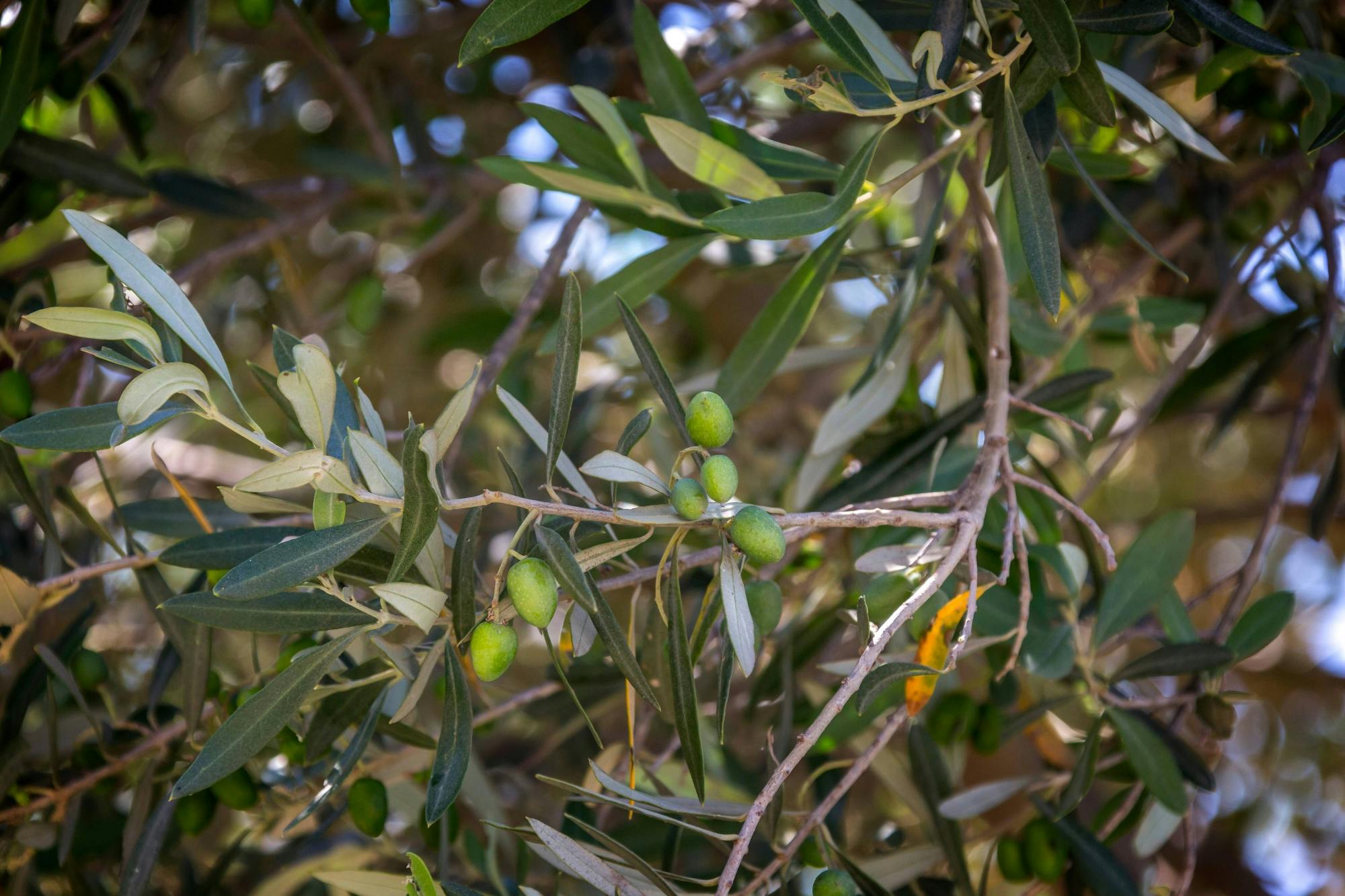 Androusa Castle & Olive Tour