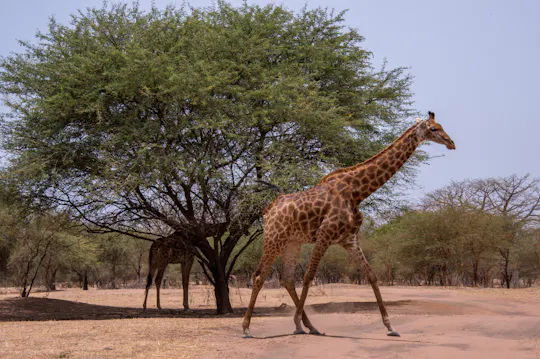 Halbtags-Safari im Bandia-Reservat ab Pointe Sarène