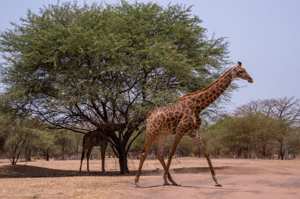 Halve dag safari naar het Bandia-reservaatsafari vanuit Pointe Sarène