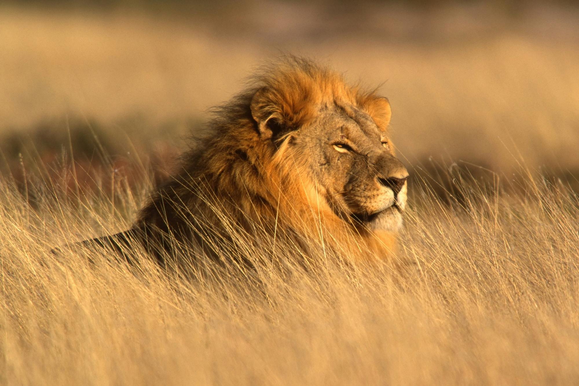 Bandia Safari Lions Guided Tour from Saly