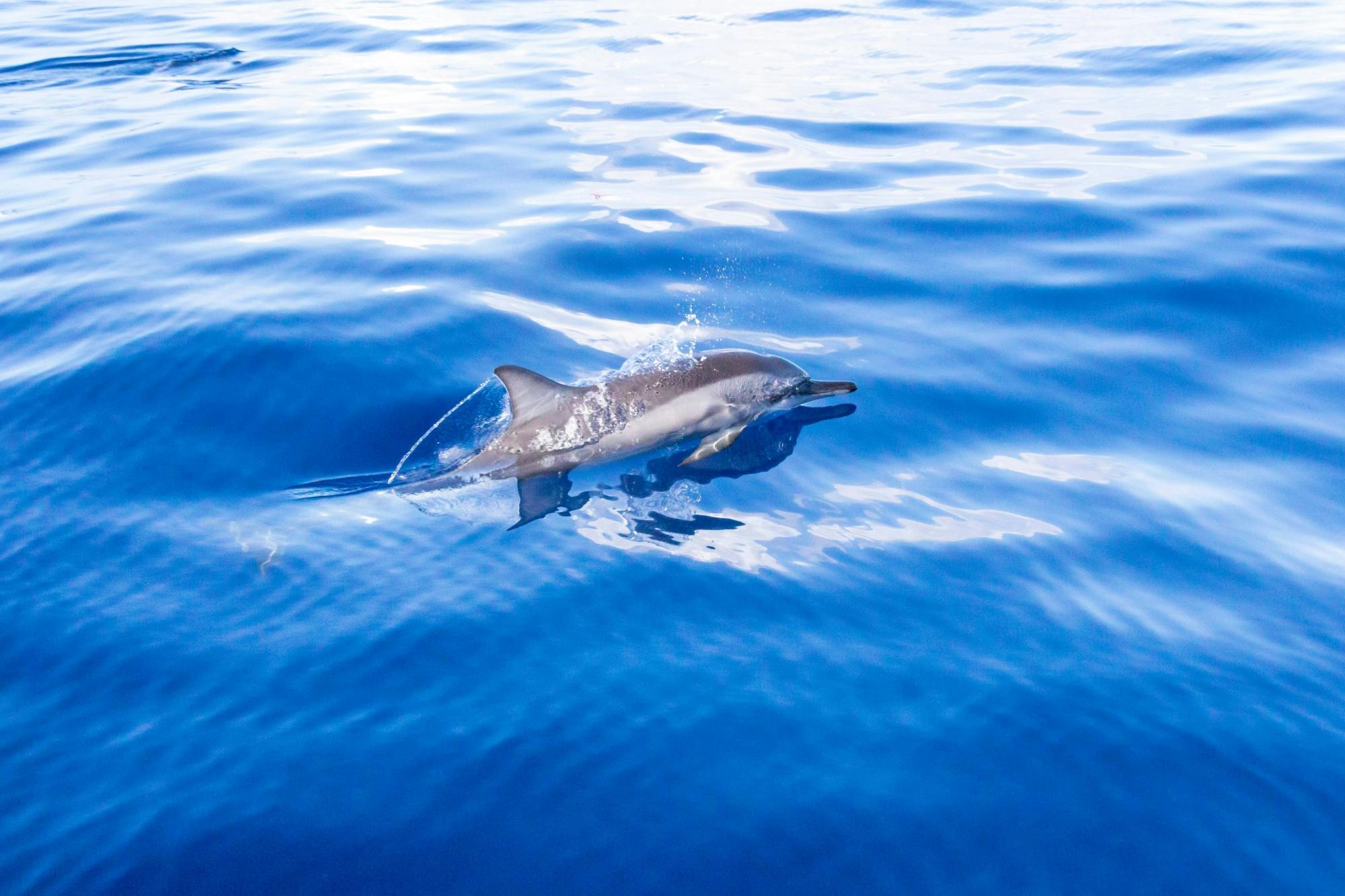 Gibraltar Day Trip and Dolphin Watching Tour from Nerja Area