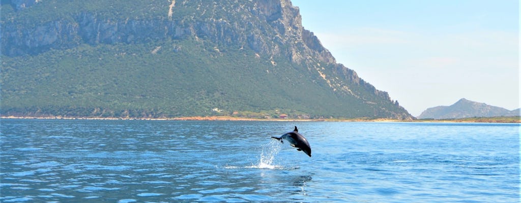 Observation des dauphins en canot sur l'île de Figarolo depuis Olbia