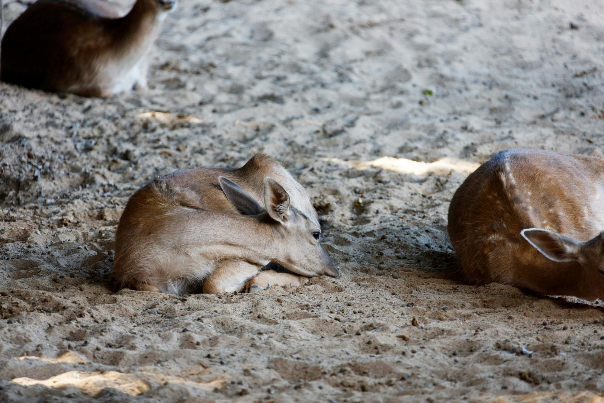 Family Fun at Rancho Texas Park with Transport and Lunch