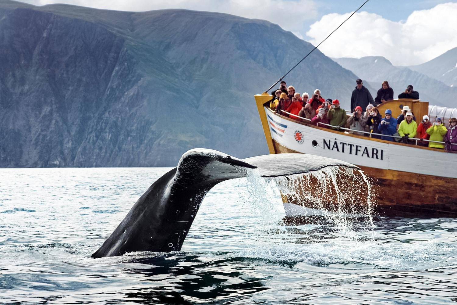 Excursão original de observação de baleias e golfinhos em Húsavík