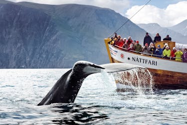 Оригинальный тур по наблюдению за китами и парусному спорту в Хусавике