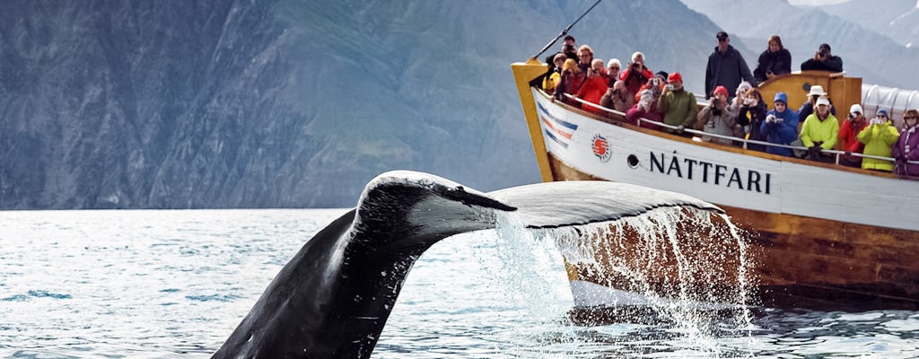Excursion originale d'observation des baleines et des dauphins à Húsavík