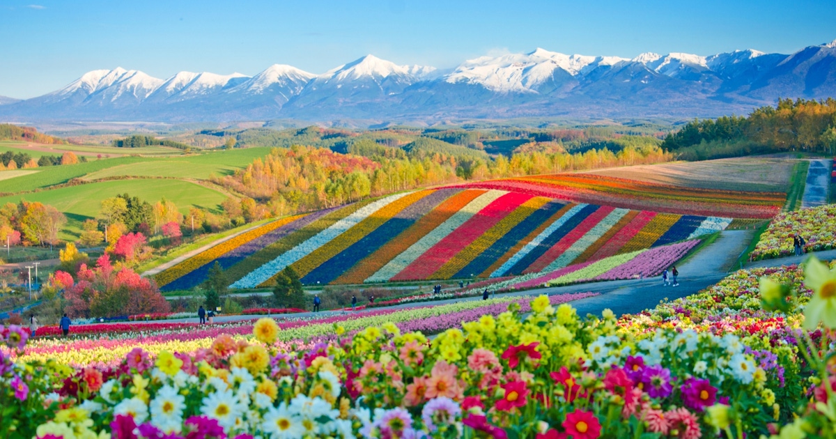 Tours and Experiences in Hokkaido: Sapporo, Furano, Biei, Snowland & Food