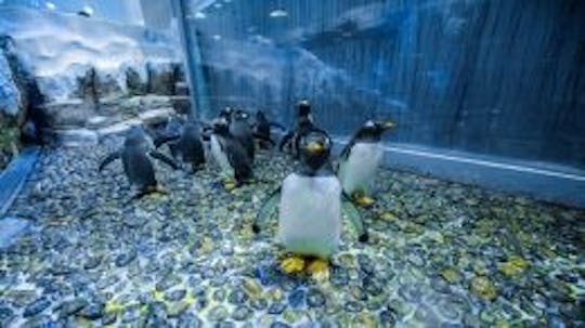 Dubai Aquarium & Underwater Zoo - Penguin Cove & Nursery Experience