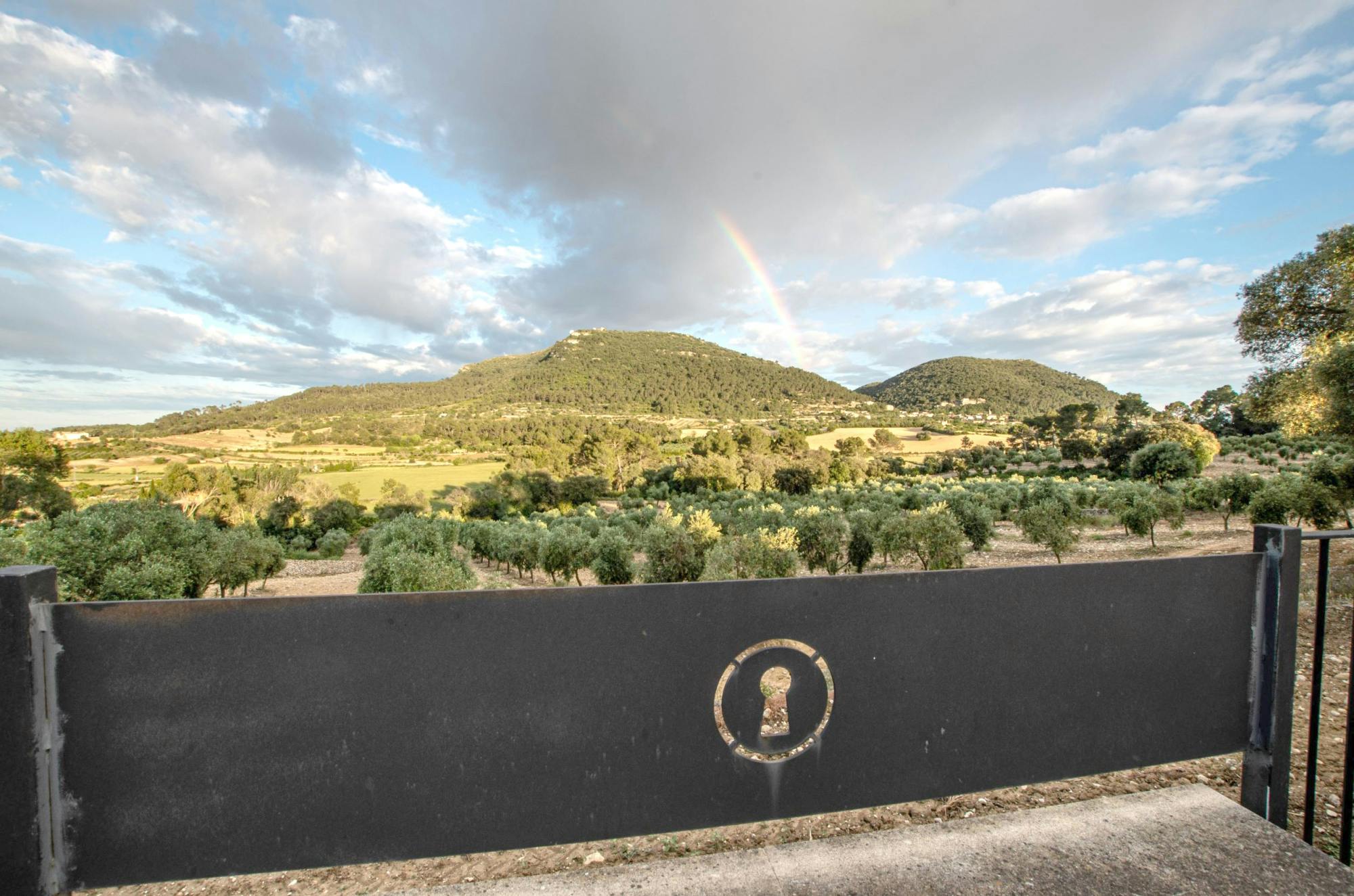 Besuch eines Olivenhains mit Weinprobe in Mallorca