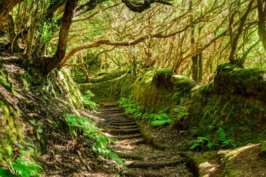 Tour à La Laguna avec trekking dans la forêt de lauriers de Las Mercedes