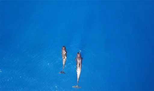 Tenerife Adults-Only Masca Bay Catamaran Cruise