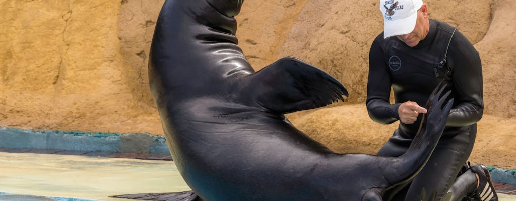 Sea Lion Interaction at Rancho Texas Park with Transfer