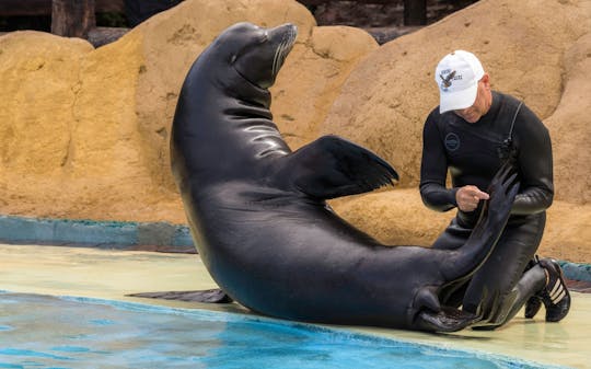 Sea Lion Interaction at Rancho Texas Park with Transfer