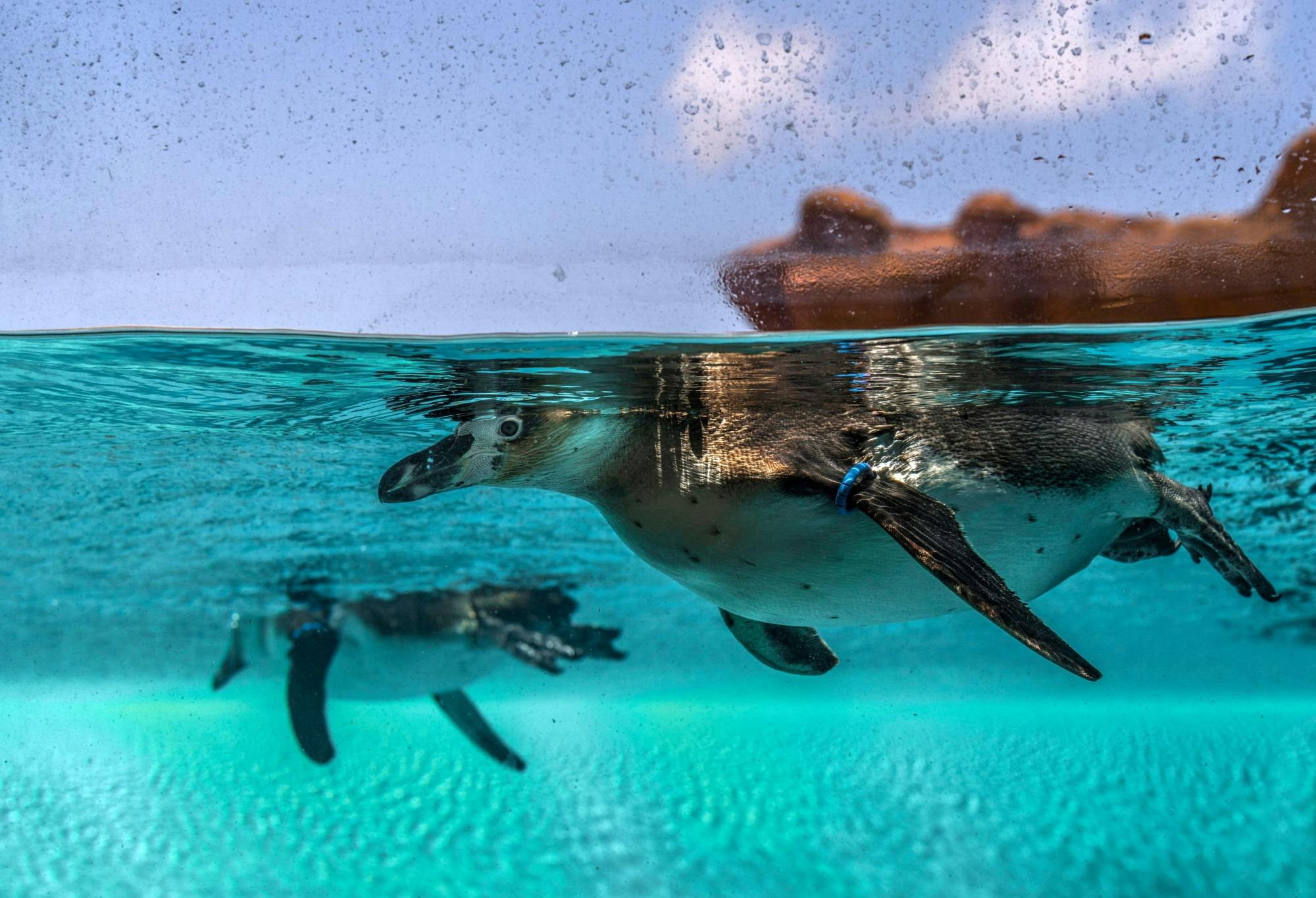 Sea Lion Interaction at Rancho Texas Park with Transfer