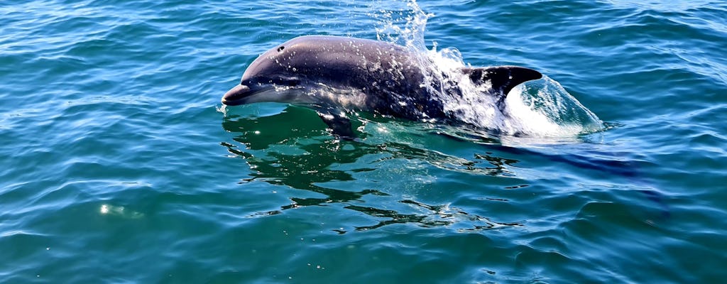 Passeio de barco para observação de golfinhos saindo de Sesimbra