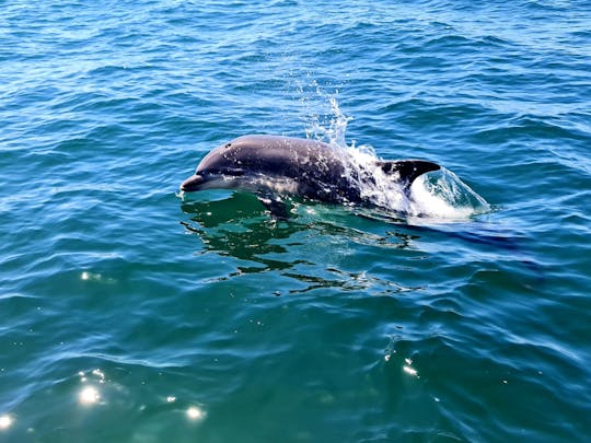 Passeio de barco para observação de golfinhos saindo de Sesimbra