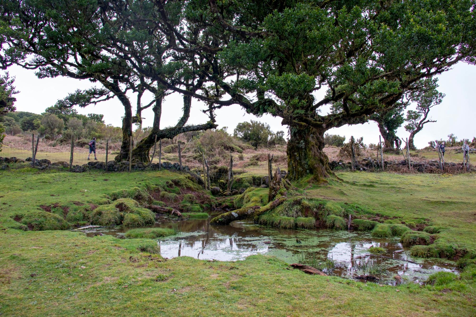 Northwest Madeira 4x4 Tour with Laurisilva Forest and Lunch