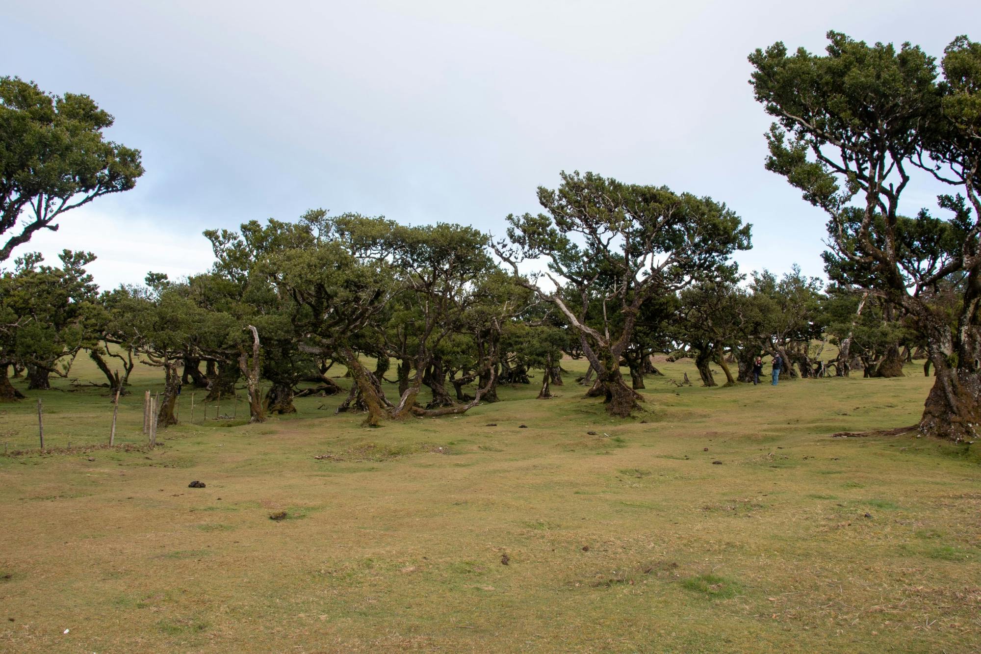 Northwest Madeira 4x4 Tour with Laurisilva Forest and Lunch