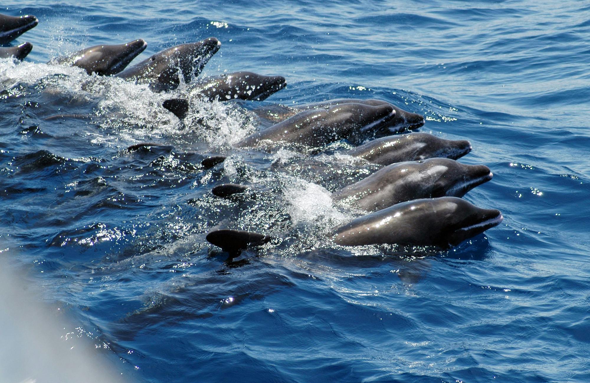 Dolphin and whale-watching cruise and Angry Birds activity park