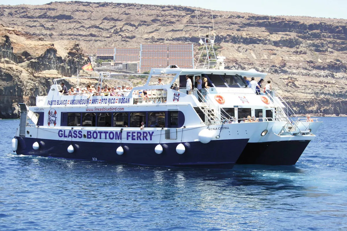 Dolphin and Whale Watching Cruise & Angry Birds Activity Park