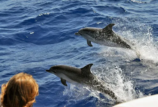 Dolphin and Whale Watching Cruise & Angry Birds Activity Park