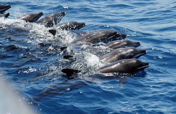 Journée mondiale des dauphins : 4 faits étonnants sur ces cétacés