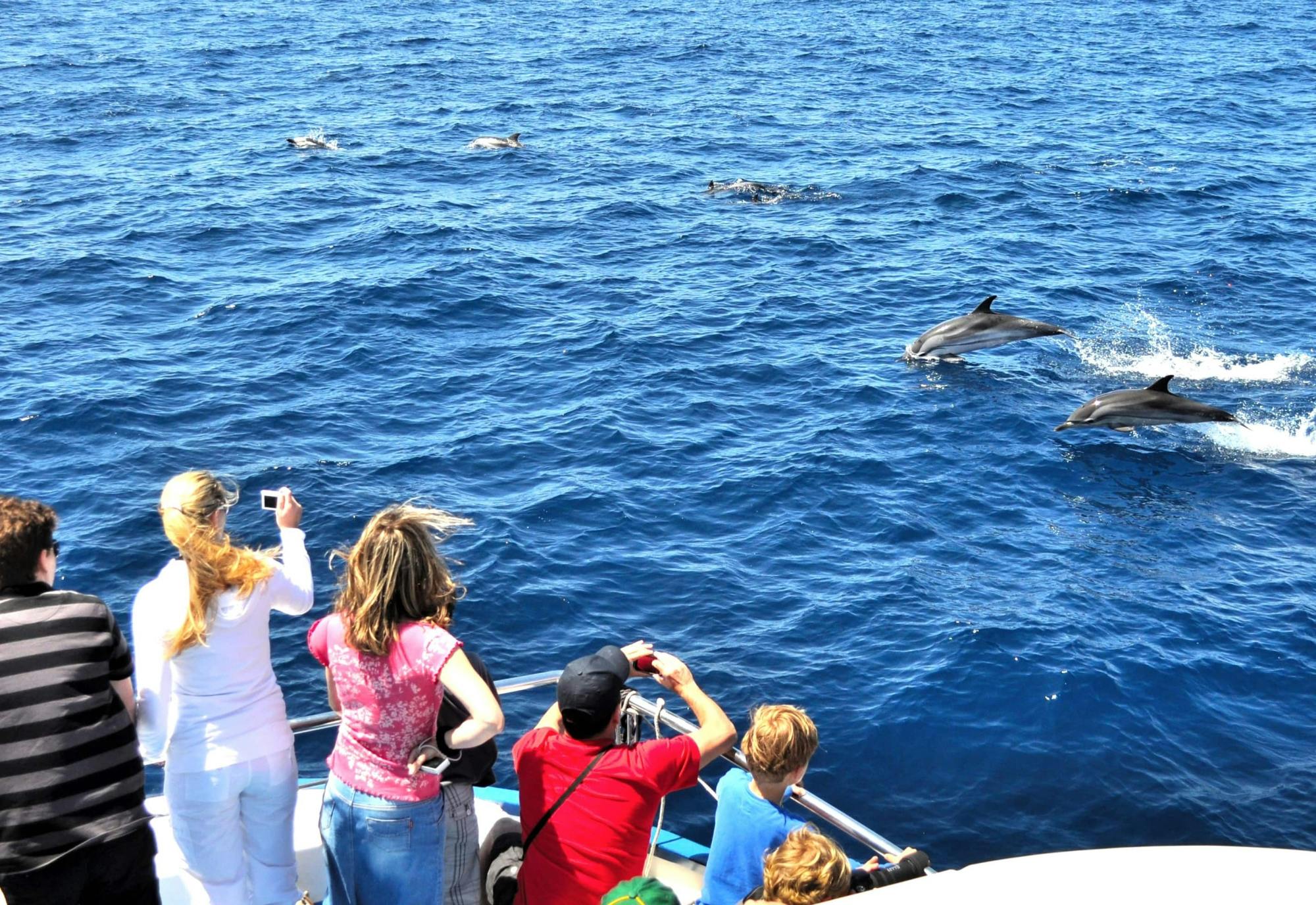 Dolphin and Whale Watching Cruise & Angry Birds Activity Park