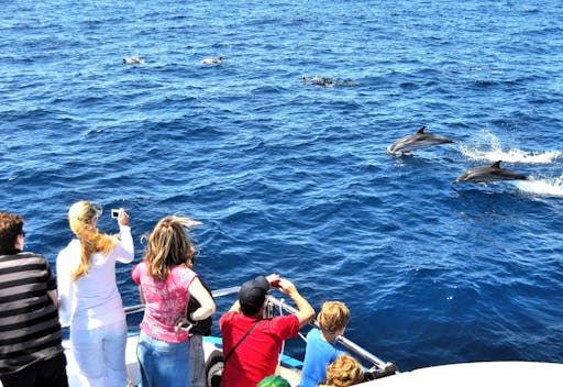 Dolphin and Whale Watching Cruise & Angry Birds Activity Park