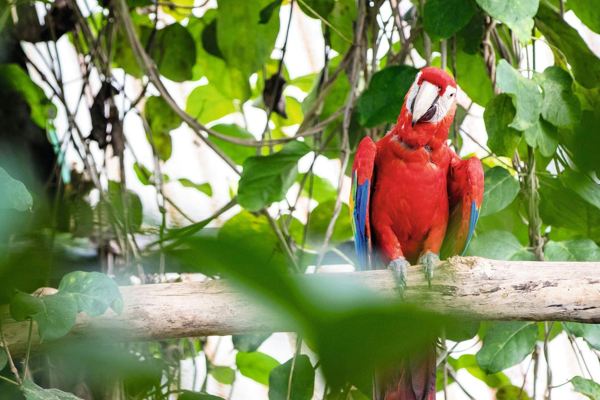 Rafting on Pacuare River Class III - IV Ticket