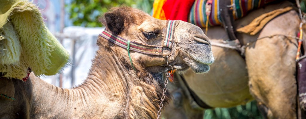 Camel Safari & Maroma Beach Club