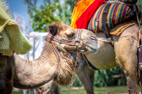 Excursion avec balade en chameau et accès au Maroma Beach Club